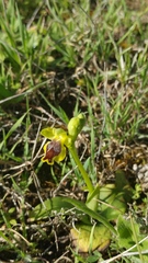 Ophrys lutea galilaea
