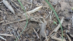 Cornutiplusia circumflexa