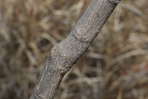 Image of Atalaya hemiglauca by (c) Greg Tasney, some rights reserved (CC BY-SA)