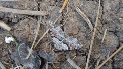 Oulobophora externaria