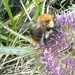 Bombus pascuorum septentrionalis - Photo (c) jill_brown72, some rights reserved (CC BY-NC)