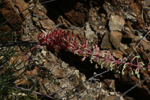 Image of Grevillea dryandri by (c) Greg Tasney, some rights reserved (CC BY-SA)