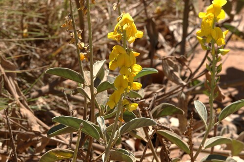 New Holland rattlepod (Crotalaria novae)
