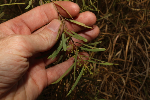 Image of Denhamia cunninghamii by (c) Greg Tasney, some rights reserved (CC BY-SA)