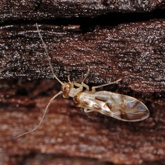 Graphopsocus