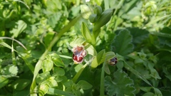 Ophrys umbilicata flavomarginata