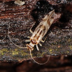 Graphopsocus