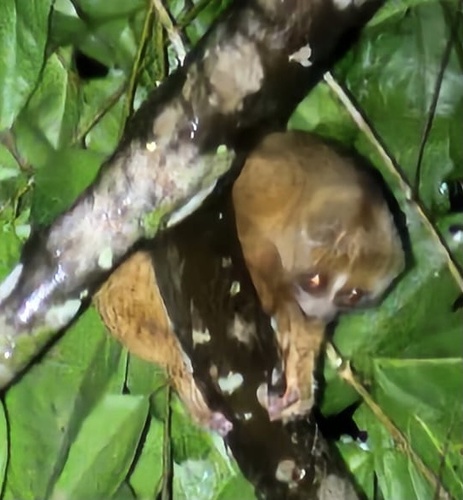 Philippine Slow Loris
