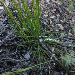 Melica imperfecta