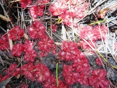 Drosera admirabilis