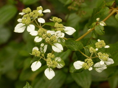 Colignonia