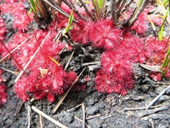 Drosera admirabilis