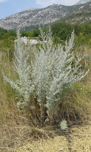 Artemisia absinthium