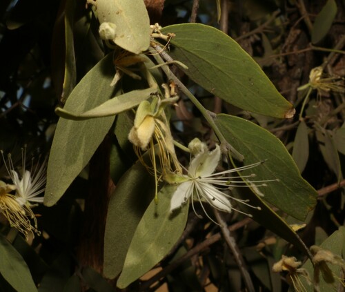 Image of Nipan (Capparis lasiantha) by (c) Greg Tasney, some rights reserved (CC BY-SA)