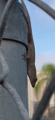 Anolis sagrei