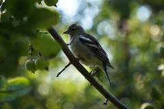 Fringilla coelebs