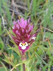 Castilleja densiflora gracilis