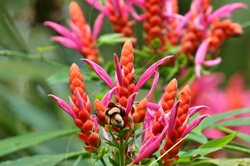 Image of Aphelandra sinclairiana by (c) Thibaud Aronson, some rights reserved (CC BY-SA)