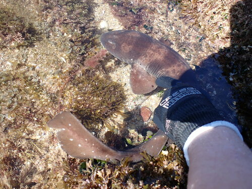 Blind shark (Brachaelurus waddi) — Brachaeluridae — 4