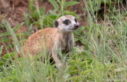 Suricata suricatta