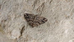 Catarhoe hortulanaria