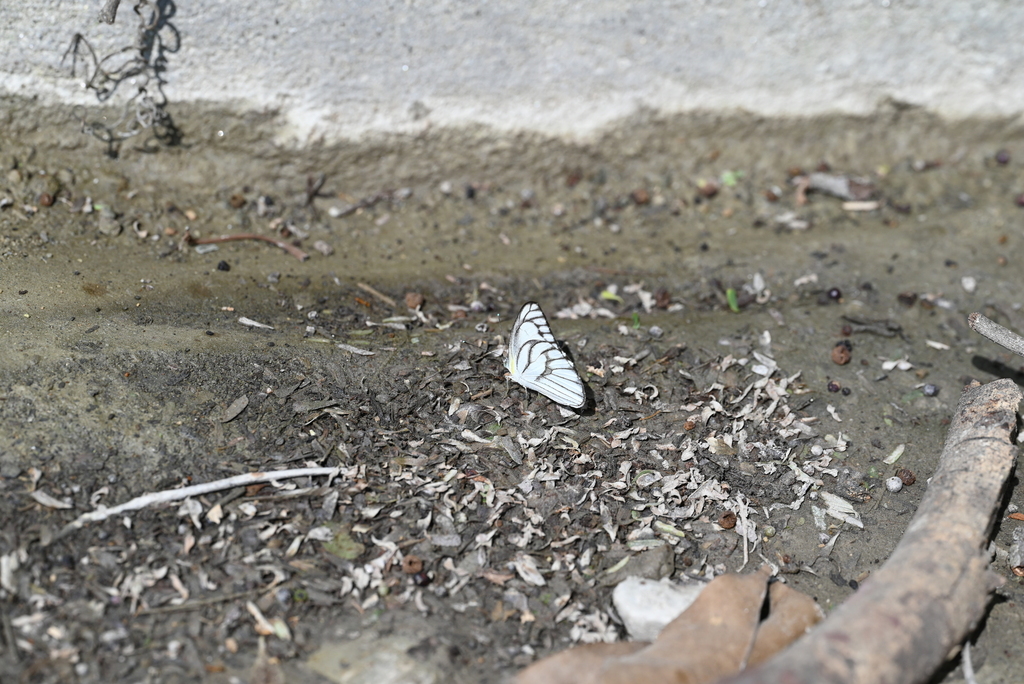 Striped Albatross