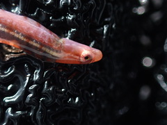 Pygmy Shore Eel photo 1