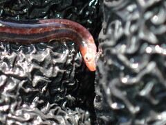 Pygmy Shore Eel photo 3