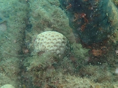 Coelastrea palauensis · iNaturalist