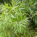 Afrocarpus gracilior - Photo (c) BJ Stacey,  זכויות יוצרים חלקיות (CC BY-NC)