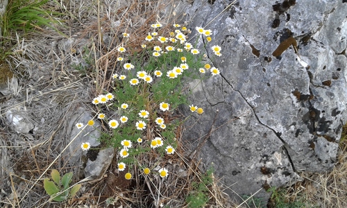 ruman smradľavý (Anthemis cotula)