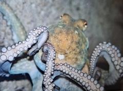 Common Octopus