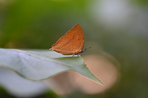 Common Yamfly photo 3