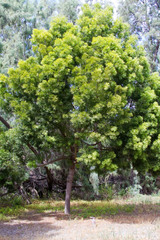 Afrocarpus gracilior