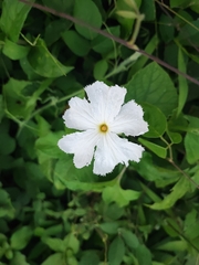 Trichosanthes costata