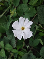 Trichosanthes costata, photograph Muhammad HEEMBOO, CC BY, iNaturalist via GBIF