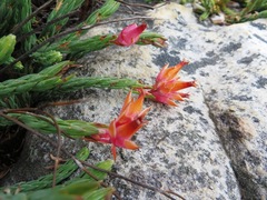 Erica alfredii