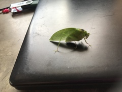 Phylloptera