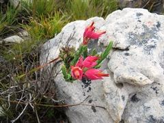 Erica alfredii
