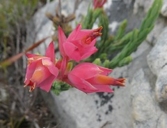 Erica alfredii
