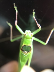 Phylloptera