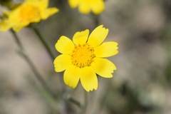 Monolopia lanceolata