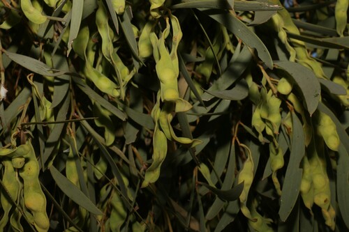 Image of Acacia cambagei by (c) Greg Tasney, some rights reserved (CC BY-SA)