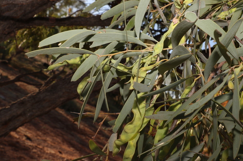 Image of Acacia cambagei by (c) Greg Tasney, some rights reserved (CC BY-SA)
