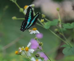 Graphium sarpedon connectens