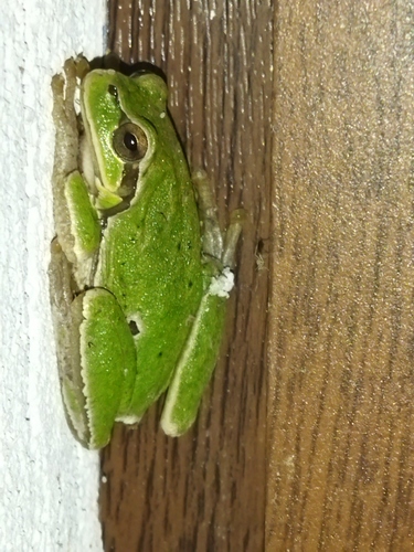 Caucasian Treefrog, Hyla orientalis