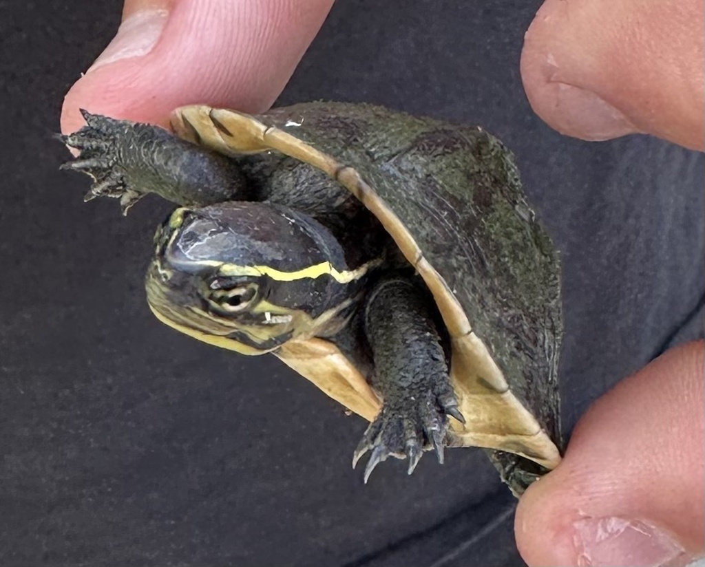 Asian box turtles