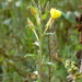 Oenothera villosa - Photo (c) Serge M. Appolonov, alguns direitos reservados (CC BY-NC), uploaded by Serge M. Appolonov
