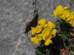 Hippocrepis comosa