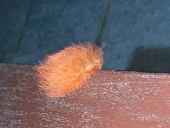 Megalopygidae
